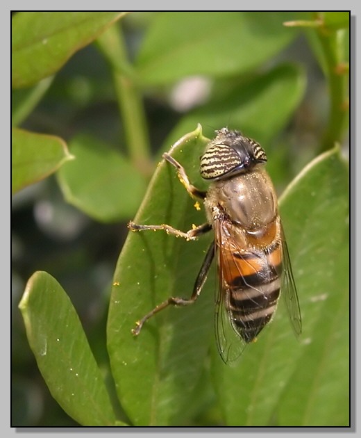 Occhi a strisce - Eristalinus taeniops